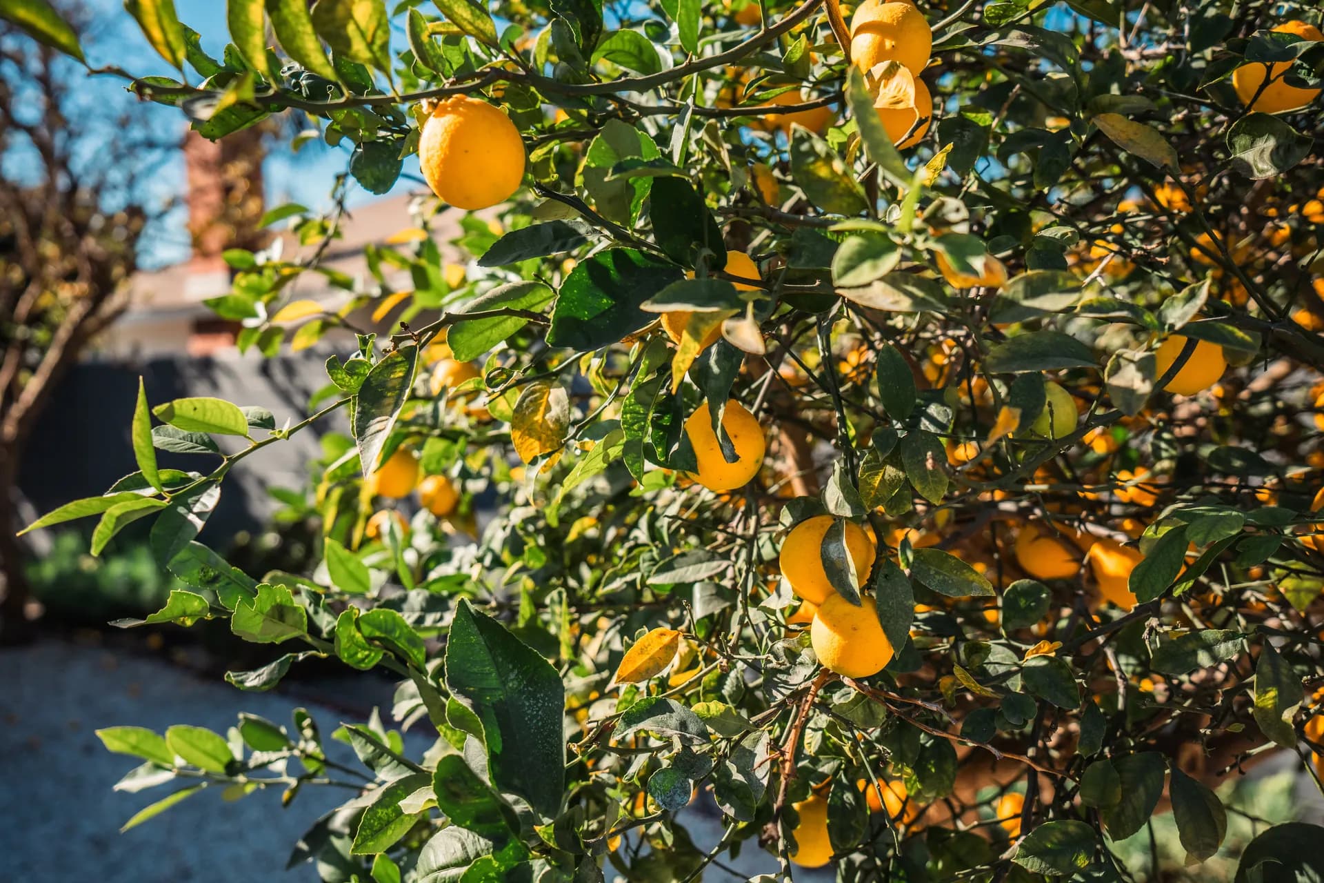 Holistic wellness activities